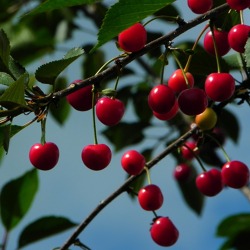 Steinobstschnitt - der richtige Schnitt bei der Kirsche