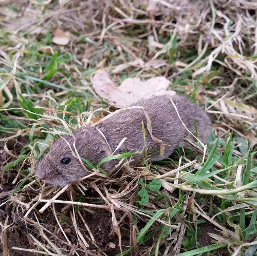 M&auml;use, W&uuml;hlm&auml;use und Co - sind wir machtlos?